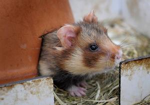 Een korenwolf. beeld ANP