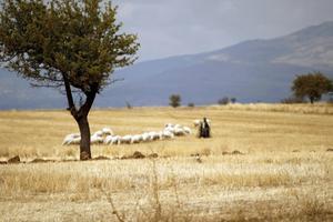 Op basis van gegevens in Joodse bronnen stelt Alfred Edersheim dat de herders in het Kerstevangelie geen gewone herders waren, maar in dienst waren van de priesters in de tempel. beeld iStock