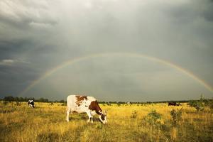 "De regenboog: hoop voor mens én dier" is het thema van de Micha Zondag. beeld iStock