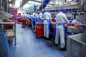 In slachthuizen werken veel arbeidsmigranten dicht op elkaar. Foto van voor de coronacrisis: varkensslachterij Westfort in IJsselstein. beeld ANP, Angeliek de Jonge