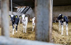 Kalfjes op stal bij een melkveehouder. In de zogeheten kalverfraude uit 2018 zijn ruim honderd boeren beboet. Twintig anderen moeten voor de rechter verschijnen. Destijds verdacht het ministerie van Landbouw duizenden boeren van gesjoemel om meer dieren te kunnen houden dan het fosfaatreductiesysteem toeliet.  beeld ANP, Bart Maat