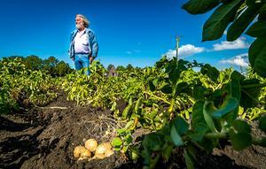 Door droogte was onder andere de aardappeloogst kleiner. beeld ANP