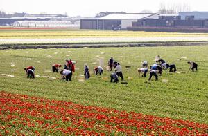 Seizoensarbeiders werken naast elkaar op de bollenvelden bij Lisse. beeld ANP, Koen van Weel