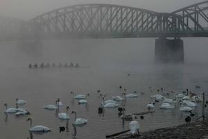 Mist is een vorm van waterdamp en stijgt op als water verdampt. Het vermindert niet alleen het zicht, het dempt ook geluiden. Zodat deze roeiers in Praag bijna onzichtbaar en geruisloos een groep zwanen en andere watervogels kunnen passeren. beeld AFP, Michal Cizek