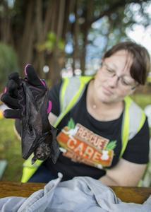 Zorg voor vleermuizen in Cairns, tijdens de hitte van november 2018. beeld EPA, Marc McCormack
