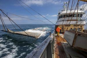 Nederlandse pulsvissers aan het werk op de Noordzee. Sinds de EU vorig jaar tot een gefaseerd ingevoerd verbod op elektrisch vissen besloot, is de pulsvloot fors gekrompen.  beeld ANP, Niels Wenstedt
