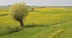 „Wonderen van de natuur krijgen opeens de aandacht die ze verdienen.” beeld ANP, Koen Suyk