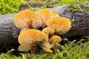 beeld iStock