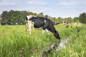 In de afgelopen dertig jaar is bijna een tiende van het landbouwareaal verdwenen. beeld iStock