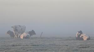 Zonsopkomst in Groot-Ammers. beeld ingezonden