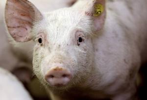 Het boekje ”Dier & Evangelie” doet een duidelijk appel aan de lezer om zich rekenschap te geven van onze omgang met dieren.  beeld ANP