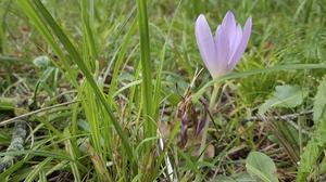Colchicine komt van nature voor in herfsttijloos, een plant die momenteel in bloei staat. beeld Bart de Rooy