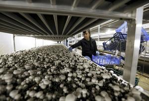 De oogst van champignons voor verse consumptie gebeurt met de hand. Dat steekt nauw: de plukster moet oog hebben voor de ontwikkeling van de paddestoelen. Champignons zijn maar een halve dag in het best betaalde groeistadium. beeld VidiPhoto