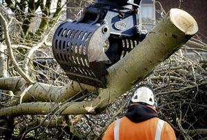 Twee bomen in de Rotterdamse Willem Kloosstraat worden opgeruimd. De bomen waaiden om tijdens de storm Ciara die eerder over Nederland raasde. beeld ANP, Sem van der Wal