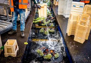Bloemen worden doorgedraaid op de bloemenveiling. De Nederlandse sierteeltsector luidt de noodklok over de effecten van de coronacrisis. Door het wegvallen van vraag kampen de veilingen met lage prijzen en een doordraai van de producten. beeld ANP