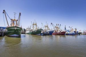„Met een relatief grote vissersvloot is het essentieel dat Nederland toegang blijft houden tot de Britse wateren.” Foto: kotters in de Harlingse haven. beeld RD, Henk Visscher