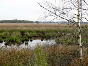 Het Wierdense Veld met zijn veenlandschap vormt een laatste link met ons gedeelde verleden. beeld Wikimedia Commons