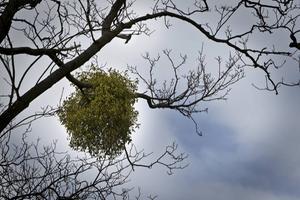 „Ondanks alle goede therapeutische bedoelingen zijn er fundamentele vragen te stellen bij rouwverwerking via deepfaketherapie.” beeld RD, Henk Visscher