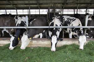 Niet alleen de stikstofuitstoot van bijvoorbeeld een veehouderij maar ook de afstand tot een natuurgebied bepaalt de depositie.  beeld RD, Anton Dommerholt
