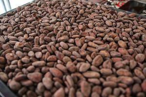 Cacao. beeld AFP