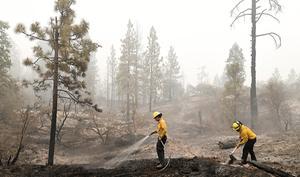 Brandweermannen blussen brandende sintels in Fresno County, Californië (VS). beeld AFP, Frederic J. Brown