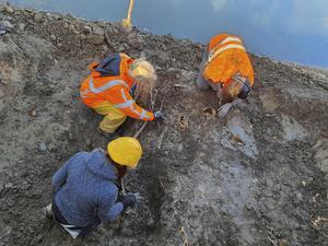 Bij het opengraven van een stuk gedempte gracht zijn in Vianen al twintig menselijke skeletten gevonden. Het lijkt te gaan om een massagraf dat eeuwen geleden buiten het terrein van het voormalige kasteel Batenstein werd ingericht.