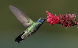 De kolibri maakt zeventig vleugelslagen per seconde. beeld Wikipedia