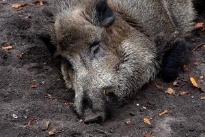 Wild zwijn in het Nederlandse natuurgebied de Hoge Veluwe. beeld ANP, Koen Suyk