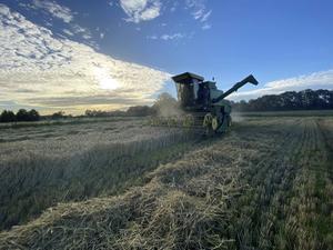 Een combine oogst woensdagavond gerst in de buurt van Terschuur (Gelderland). beeld fam. Geytenbeek