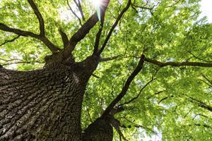 De hogere CO2-concentratie zorgt voor een toenemende plantengroei. beeld iStock