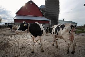 Koeien op een boerderij in Cambridge, Wisconsin, VS. beeld AFP