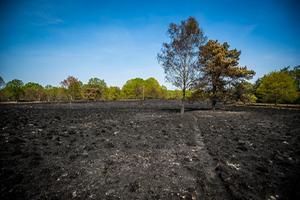 De brand in het natuurgebied is uit, zegt de brandweer. beeld ANP