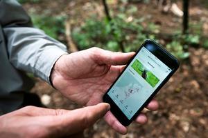 De Nature Today-app op een smartphone. Op basis van weersinformatie, satellietgegevens en het landschap wordt een actuele teken-alert gegenereerd en via de app beschikbaar gemaakt. beeld ANP