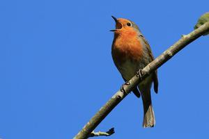 Naar zeggen verzorgt de roodborst de dagopening. beeld Wikimedia, Sharp Photograph
