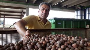 Schaalgrootte maakt de hazelnootteelt lucratief, becijfert landbouwhoogleraar Cristofori. beeld Ewout Kieckens