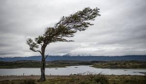 „Terwijl het voor een net geplante boom niet goed is als een (literaire) storm eroverheen raast, zo kan die storm voor een andere boom juist goed zijn, omdat zijn wortels erdoor gaan groeien en hij uiteindelijk steviger in de aarde verankerd staat.” beeld iStock