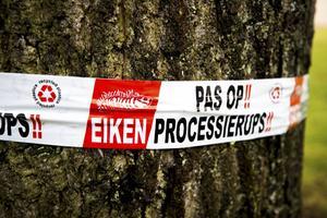 De eikenprocessierups zal zich ook dit jaar weer op tal van plekken laten gelden. Uit proeven blijkt dat biologische bestrijdingsmethodes succesvol kunnen zijn.  beeld ANP, Jeroen Jumelet