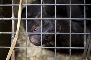 De laatste 110 nertsenhouders mogen dit najaar hun dieren nog pelzen. Dan is het over en uit.  beeld ANP, Jeroen Jumelet