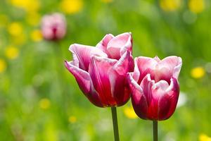 „Dagelijks wagen we ons nog een poosje buiten om de lente op te snuiven, zolang er nog geen nationale ophokplicht voor mensen geldt.” beeld RD, Anton Dommerholt