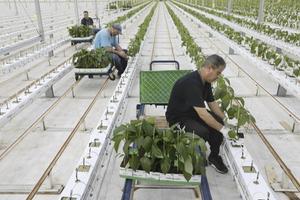 Alle bestrijdingsmiddelen, ook de groene, worden streng beoordeeld op werkzaamheid én op veiligheid voor mens, dier en milieu. Foto: mensen aan het werk in een paprikakas. beeld VidiPhoto