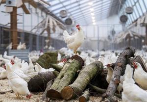 Kippenstal in het Gelderse Beuningen. De Wageningen Universiteit onderzoekt of dieren het coronavirus Covid-19 kunnen overdragen op mensen. beeld ANP, Piroschka van de Wouw
