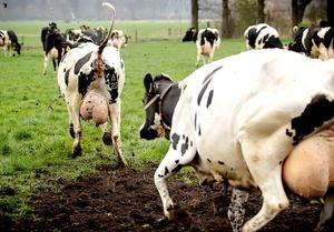 beeld ANP