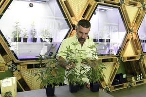 Hemp Embassy in Milaan, één van de eerste zaken in Italië waar openlijk cannabis wordt verhandeld. beeld AFP, Miguel Medina