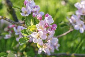 Zodra mensen verkondigen dat het einde der tijden nabij is, is het weer tijd om aan de nieuwe Schepping te denken. En om dan een fruitboompje te planten. beeld iStock