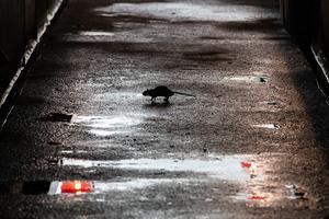beeld anp
