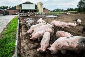 beeld ANP, Vincent Jannink