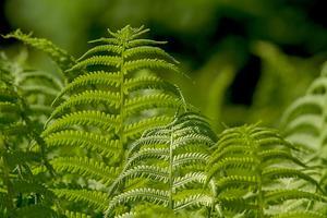 Planten groeien goed door de extra CO2 in de lucht, maar blijft dat ook zo? beeld Pixabay