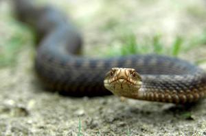 beeld Wikimedia