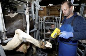 Klauwverzorger Niels Copier behandelt in Maurik een koe van melkveehouder Joost van den Anker. Bij heet weer rusten koeien te weinig, waardoor de klauwen volgens Copier eerder ziek worden. beeld VidiPhoto